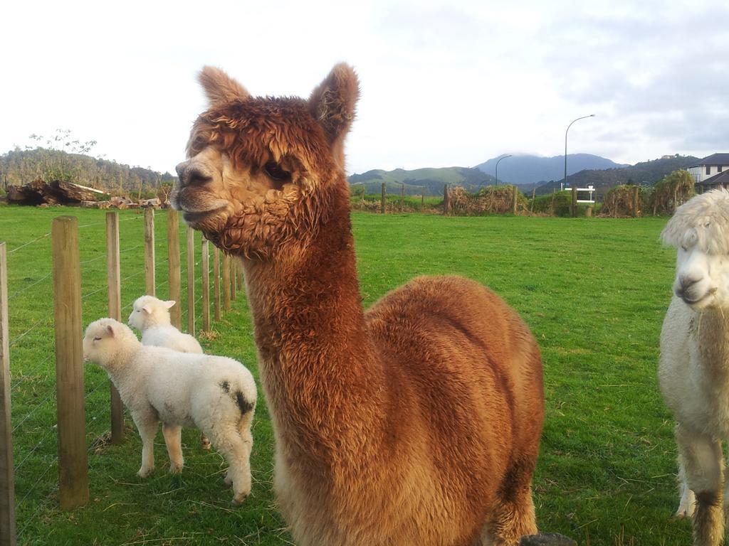 The Little Farm Coromandel Hotell Exteriör bild