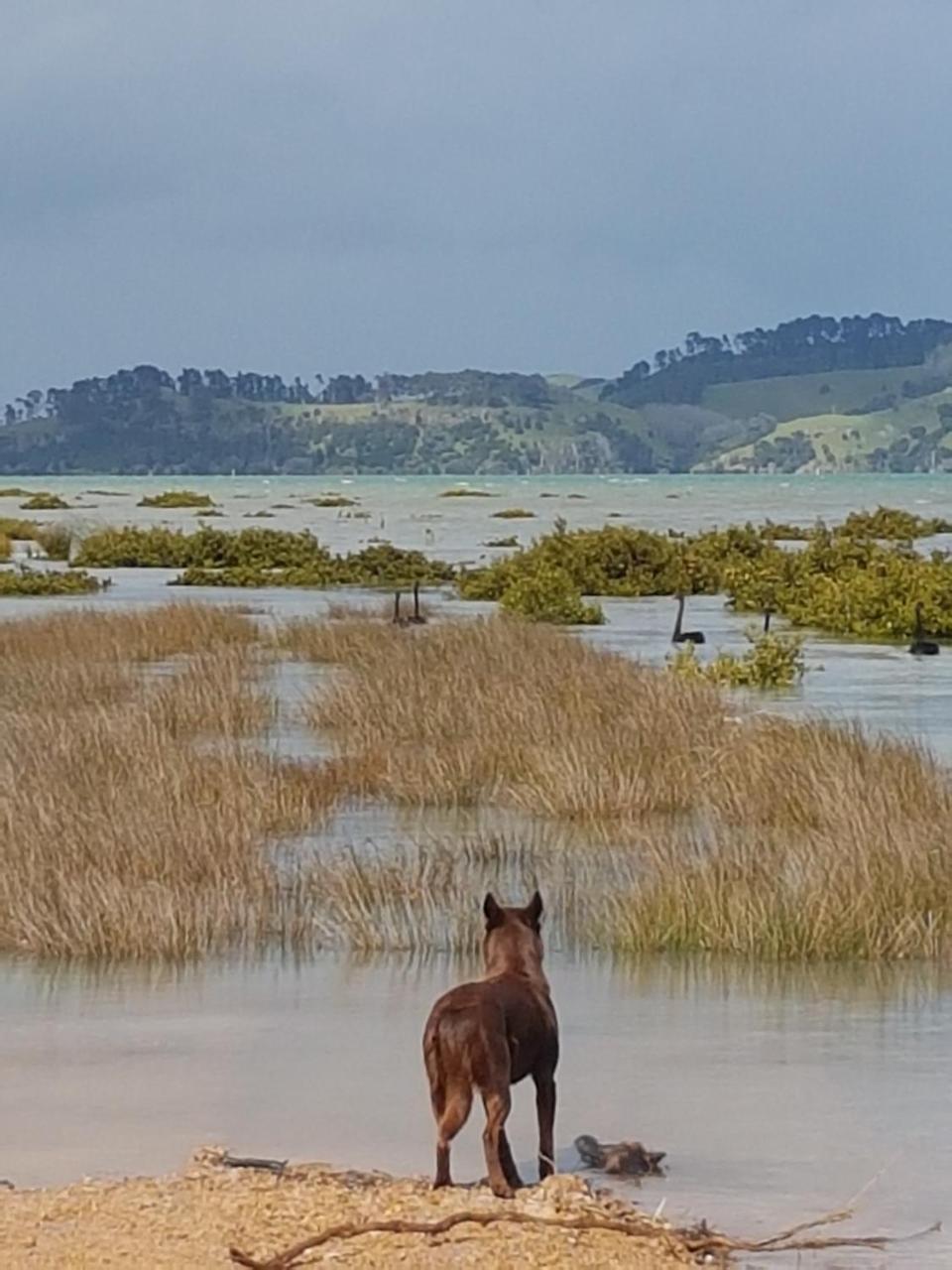 The Little Farm Coromandel Hotell Exteriör bild